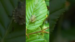 Forest Bug nymph  final instar looks spooky [upl. by Standing]