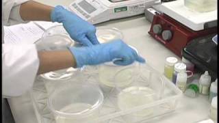 Plant Tissue Culture Media Preparation [upl. by Reid731]