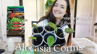 Propagating plants using Fluval Stratum  Transferring Alocasia corms  Repotting Black Velvet [upl. by Naloj]