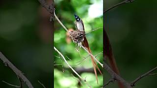 Bullfinch birds are feeding their babies youtubeshorts shorts [upl. by Meri]