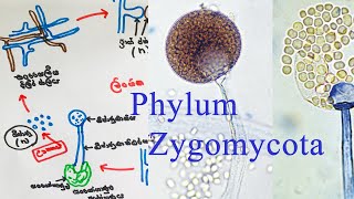 Kingdom Fungi  Zygomycota වංශය  AL biology lessons in sinhala  biology [upl. by Frederic]