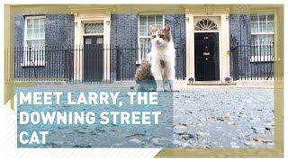 Meet Larry the Downing Street cat [upl. by Branca]