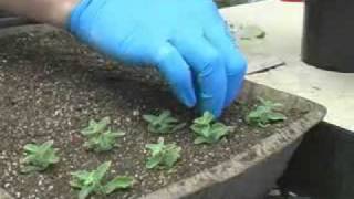 Propagating Plants from Cuttings [upl. by Ahsemed667]