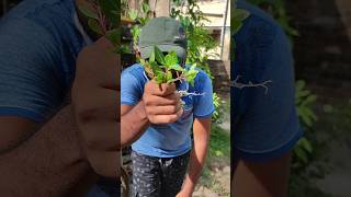 Propagating Nayantara 🌸 flower plant propagation shorts [upl. by Anekahs]