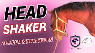 Headshaker aus dem Schub holen  TrickyHorse Training [upl. by Antonia]