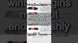 Canadas Winter 2023 Wooly Bear Caterpillar Predictions shorts winter2023 [upl. by Inuat]