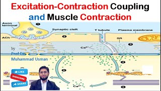 ExcitationContraction Coupling  Mechanism of Muscle Contraction  Muscle Physiology [upl. by Sito429]