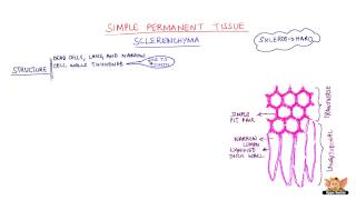 Simple Permanent Tissue  Sclerenchyma [upl. by Resor287]