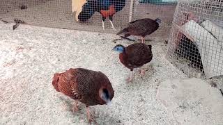 Great Argus amp Bornean Crested Fireback Pheasant Male in Backpheasantsquailschickenspheasanthow [upl. by Zumwalt157]