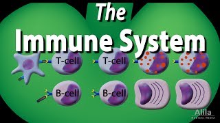 The Immune System Overview Animation [upl. by Yelrahc]