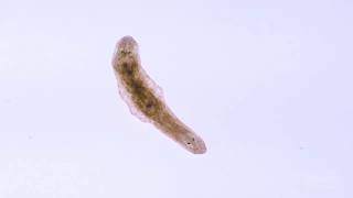 In A Minute Science Planaria [upl. by Charita937]