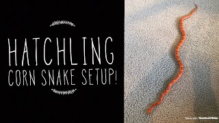 How To Setup a Hatchling Corn Snake [upl. by Halimeda]