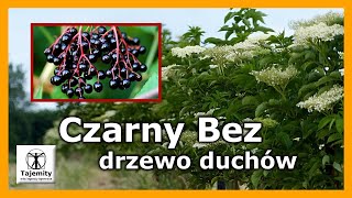 Czarny Bez  Drzewo Duchów [upl. by Shriner]