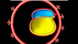 Development of GIT  Animation video  Embryology  Foregut  Midgut  Hindgut  Quick Revision [upl. by Owades]