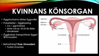 Lärax  Naturkunskap Människans kön [upl. by Benito]