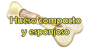 Hueso compacto y esponjoso [upl. by Ntsuj]