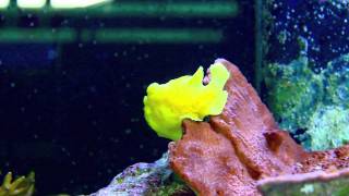 Frogfish and Leaf Scorpionfish [upl. by Damon]