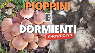 Funghi Dormienti e Pioppini 2024 quotTra Abeti Bianchi di Montagna e Pioppi Neri di Pianura quot 💊 [upl. by Chaddie]