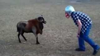 CRAZY MAN BUTS HEADS WITH RAM MUST WATCH [upl. by September]