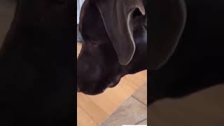 Dogs Reaction to Sparkling Water Hilarious [upl. by Medea813]