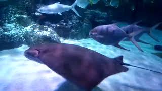 Cownose Ray Rhinoptera bonasus [upl. by Westphal]