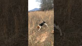 Rabbit Hunting with beagles [upl. by Nylorac]