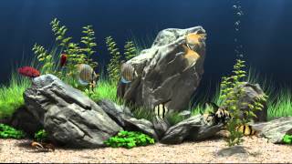 Dream Aquarium Virtual Fishtank 1 [upl. by Frohne]