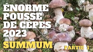 Cèpes le SUMMUM part1  quelle incroyable pousse  Saison des cèpes 2023 cèpes champignons [upl. by Tedie]