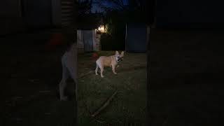 French Bulldog is barking at random sounds in the dark yard [upl. by Ramsden661]