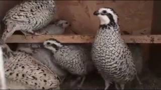 snowflake bobwhite Quail  Kartanesi Bıldırcını [upl. by Jacquenetta]