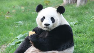 Panda geant  Reuzenpanda  Giant Panda Hao Hao  Pairi Daiza 2019 [upl. by Zetrom]