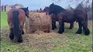 🐎Yeguas con y sin cría en Álava [upl. by Endres253]