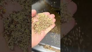 Cleaning Lentils with GCS Grain Cleaning Equipment [upl. by Lenneuq520]