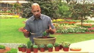 How to Plant a Succulent Bowl Garden [upl. by Flodnar]