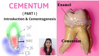 CEMENTUM  A DYNAMIC TISSUE  Part I  II Introduction amp Cementogenesis [upl. by Airdua]