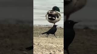 Brewers Blackbird at Lake Murray in San Diego [upl. by Malvie174]