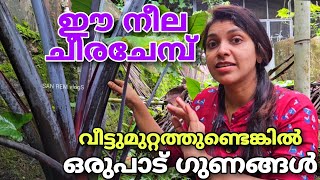 ഈ നീല ചീരചേമ്പ് വീട്ടുമുറ്റത്തുണ്ടെങ്കിൽ ഒരുപാട് ഗുണങ്ങൾ  Cheera chembu  Neela cheerachembu [upl. by Bebe132]