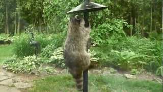 Raccoon on the bird feeder [upl. by Efioa457]