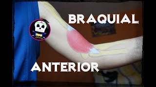 Braquial Anterior Anatomía [upl. by Nylarad]