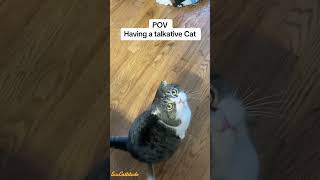 Who else has a talkative cat talkativecat cat catlovers petlife scottishfold cathumor [upl. by Clayson]