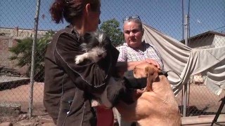 Seguimiento  Rescatista Vs Vecinoanimalistas defienden a Cheluska en Tijuana [upl. by Dickey219]