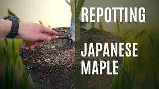 REPOTTING Acer Palmatum Eimini [upl. by Idnib508]