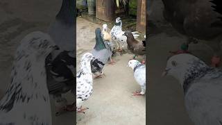 Chay biskit pigeon pigeon funny birds love pets shirazikabutar fancypigeon [upl. by Winona]