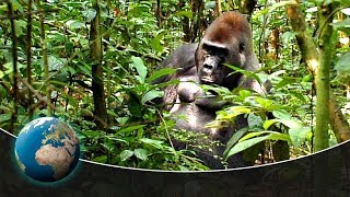 Gorillas  Kings of the jungle [upl. by Weissmann]