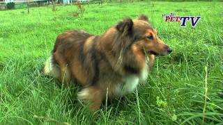 Shetland Sheepdog Informationen zur Rasse [upl. by Ellen]