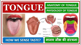 TONGUE ANATOMY AND PHYSIOLOGY STRUCTURE FUNCTION HOW WE SENSE TASTE मानव जीभ की संरचना कैसी हे [upl. by Grishilda]