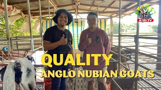 ANGLO NUBIAN GOATS SA MALASIQUI PANGASINAN [upl. by Gettings658]