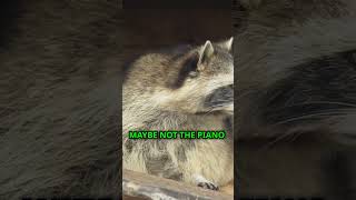 Mind Blowing Raccoon Facts You Didnt Know [upl. by Teak]