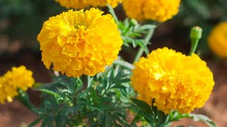 എങ്ങനെ ചെണ്ടുമല്ലി തൈ നടാം  Marigold planting  Malayalam  AN GARDEN🏡 [upl. by Jacobah]