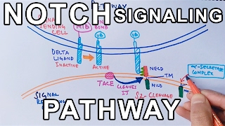 Mechanism of NOTCH SIGNALING PATHWAY [upl. by Phyllis301]